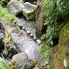 Plants: image 31 Of 117 Thumb